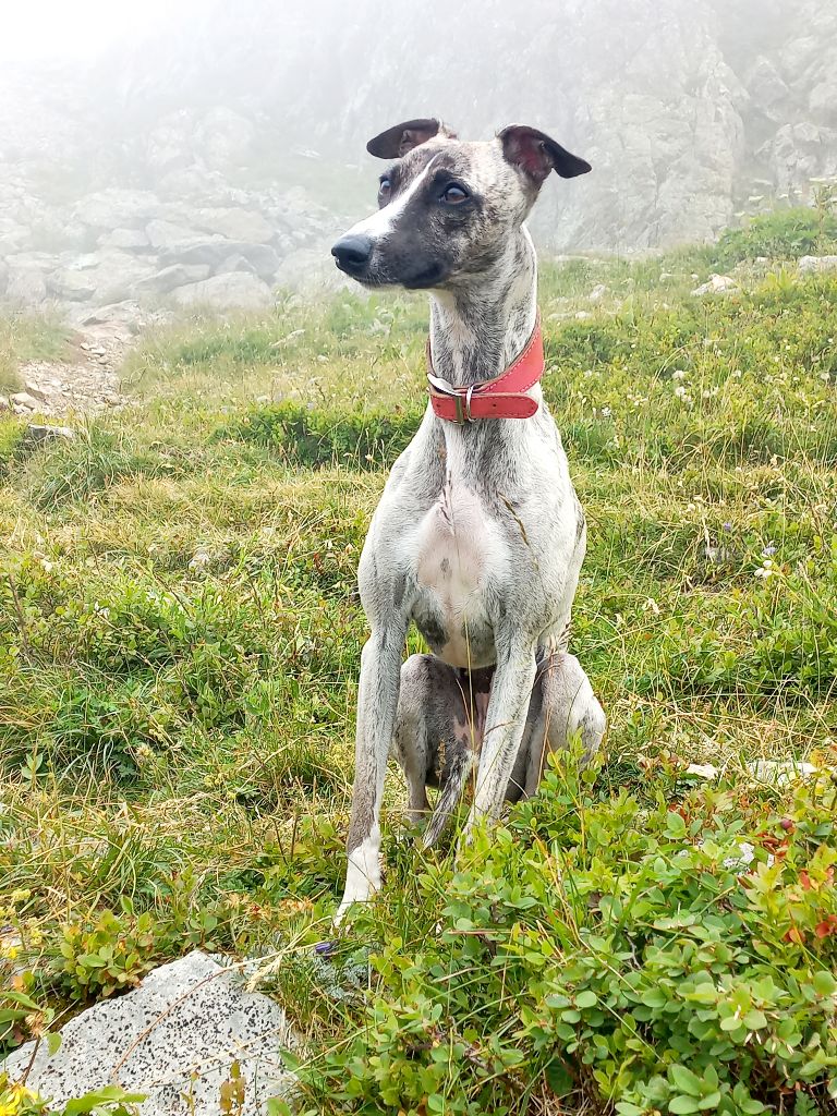 Viens poupoule de la Vallée des Baronnies