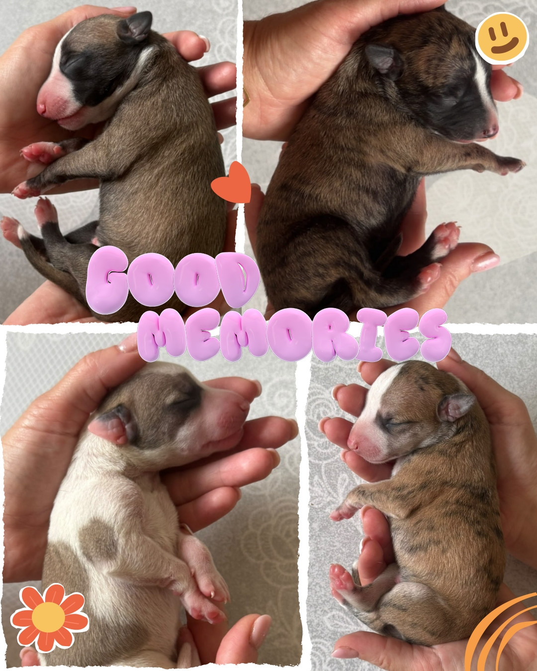 Naissance de 4 magnifiques petits bébés !