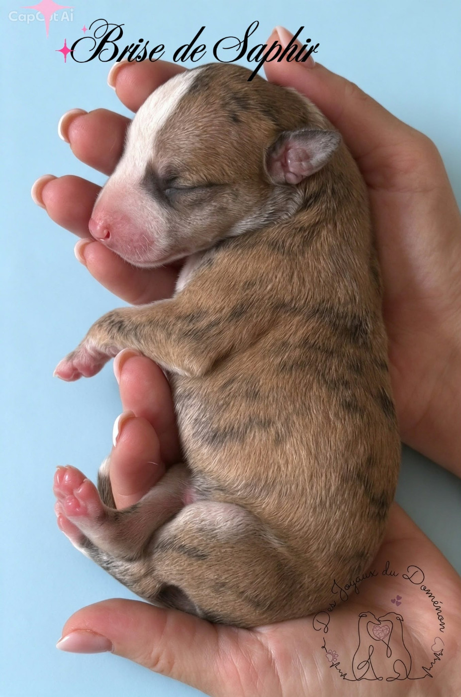 Des Joyaux Du Domenon - Chiots disponibles - Whippet