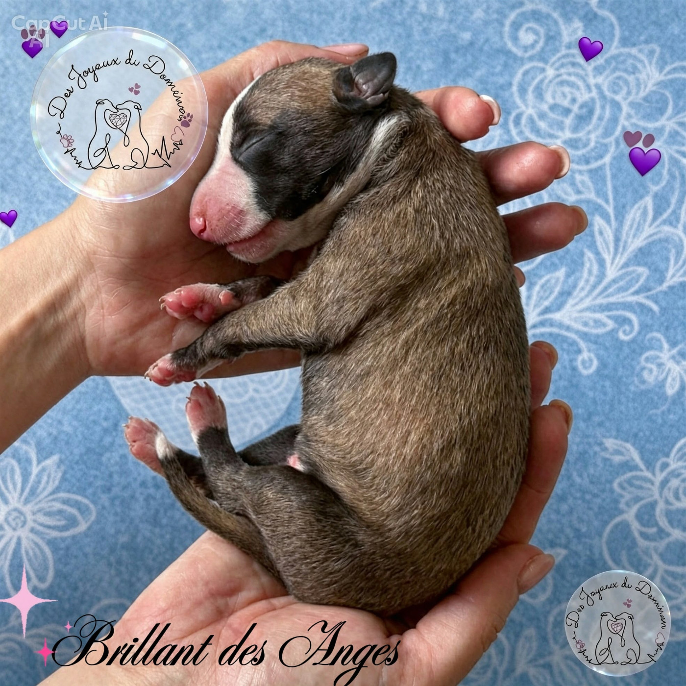 Des Joyaux Du Domenon - Chiots disponibles - Whippet