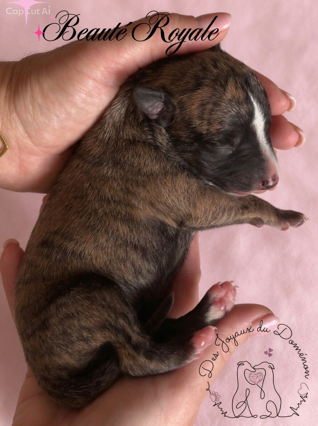 Des Joyaux Du Domenon - Chiots disponibles - Whippet