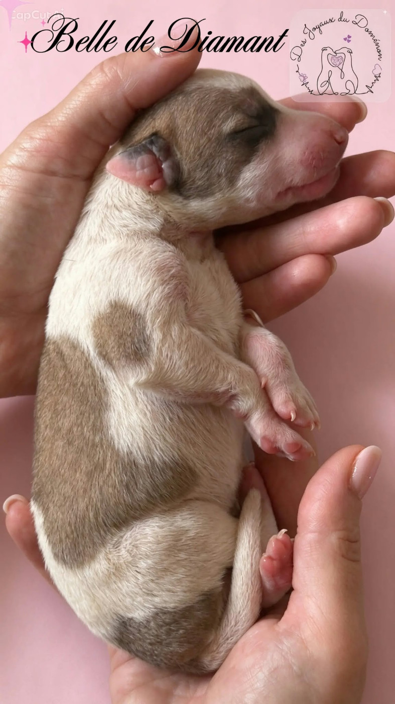 Des Joyaux Du Domenon - Chiots disponibles - Whippet